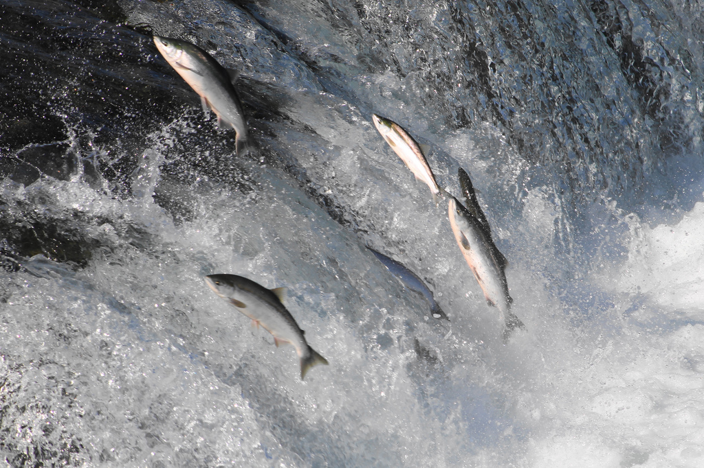 The Salmon Lifecycle The Atlantic Salmon Trust