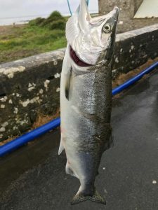 Pink Salmon Drowes Salmon Fishery