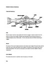 Atlantic Salmon - Anatomy
