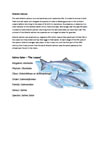 Atlantic Salmon - An Introduction