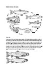 Atlantic Salmon - Life Cycle