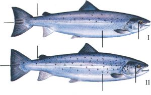 Salmon And Sea Trout Facts The Atlantic Salmon Trust