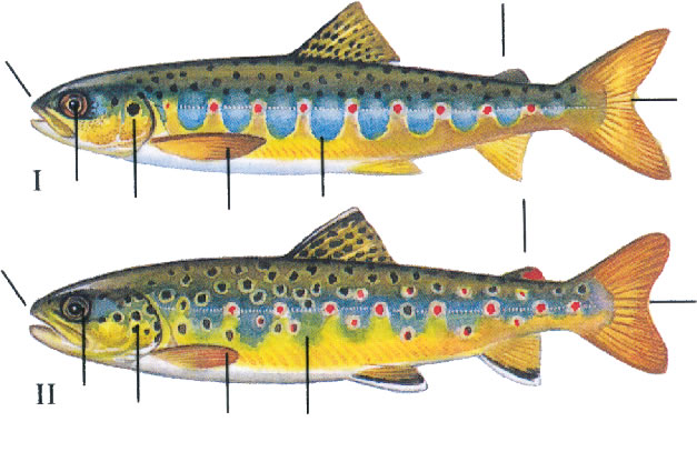 Salmon and sea trout - Parr recognition