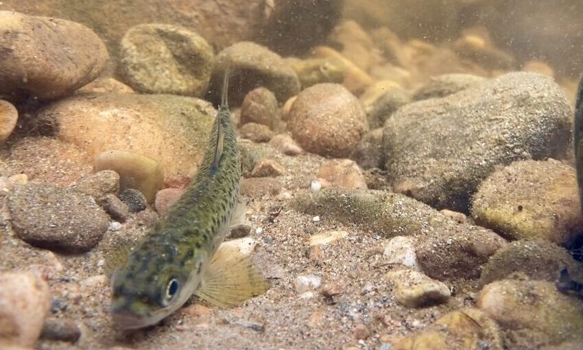 Taking to the skies to explore the Moray Firth fish traps - The SCAPE Trust