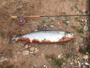 diseased Salmon